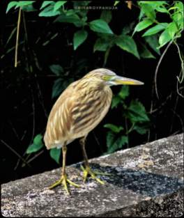 My very first close encounter with indian pond heron near my building resulted into this image. Mode:A