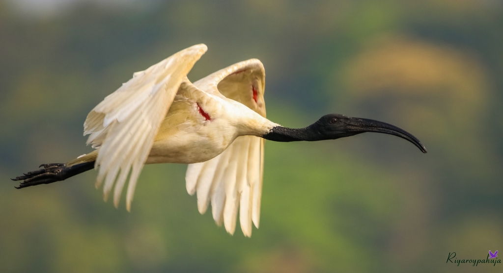Migratory Bird Area, North Goa